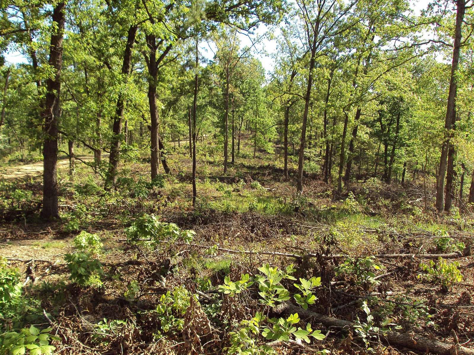 Forest restoration thinning with understory removal in the Missouri Pine-Oak Woodland Restoration Project at Mark Twain National Forest, Missouri