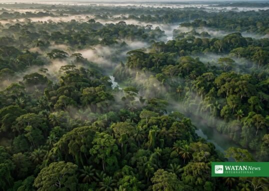 FAO forest restoration narrowing window world forests report