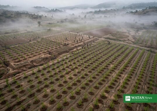 Aerial view of a large-scale ecosystem restoration planting project