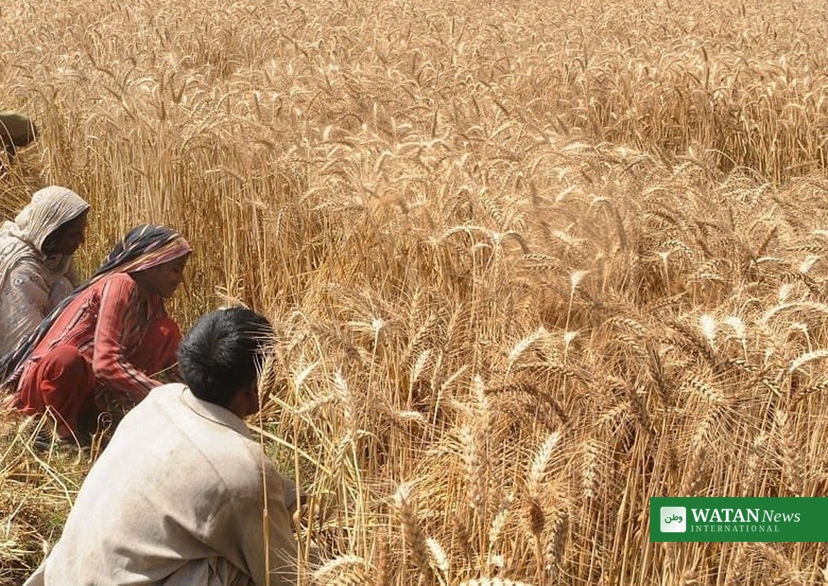 گندم کی امدادی قیمت پر کسانوں کی فصل کی کٹائی کا منظر