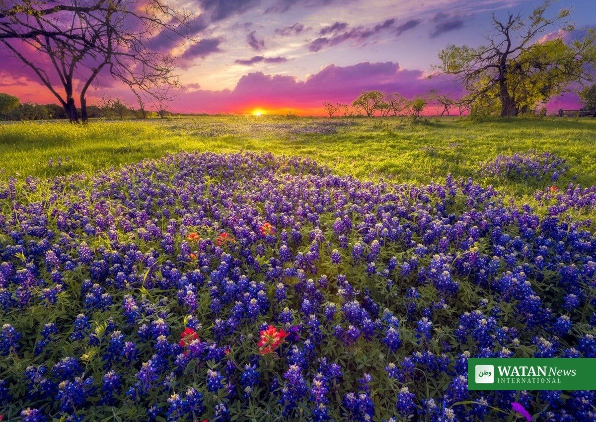 Texas Hill Country med vilde blomster — træer doneres til regionen