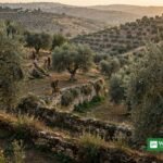 Palestinian farmers harvesting olives in a terraced West Bank olive grove.