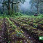 PROTECT30 Sumatra elephant forage area Bukit Tigapuluh