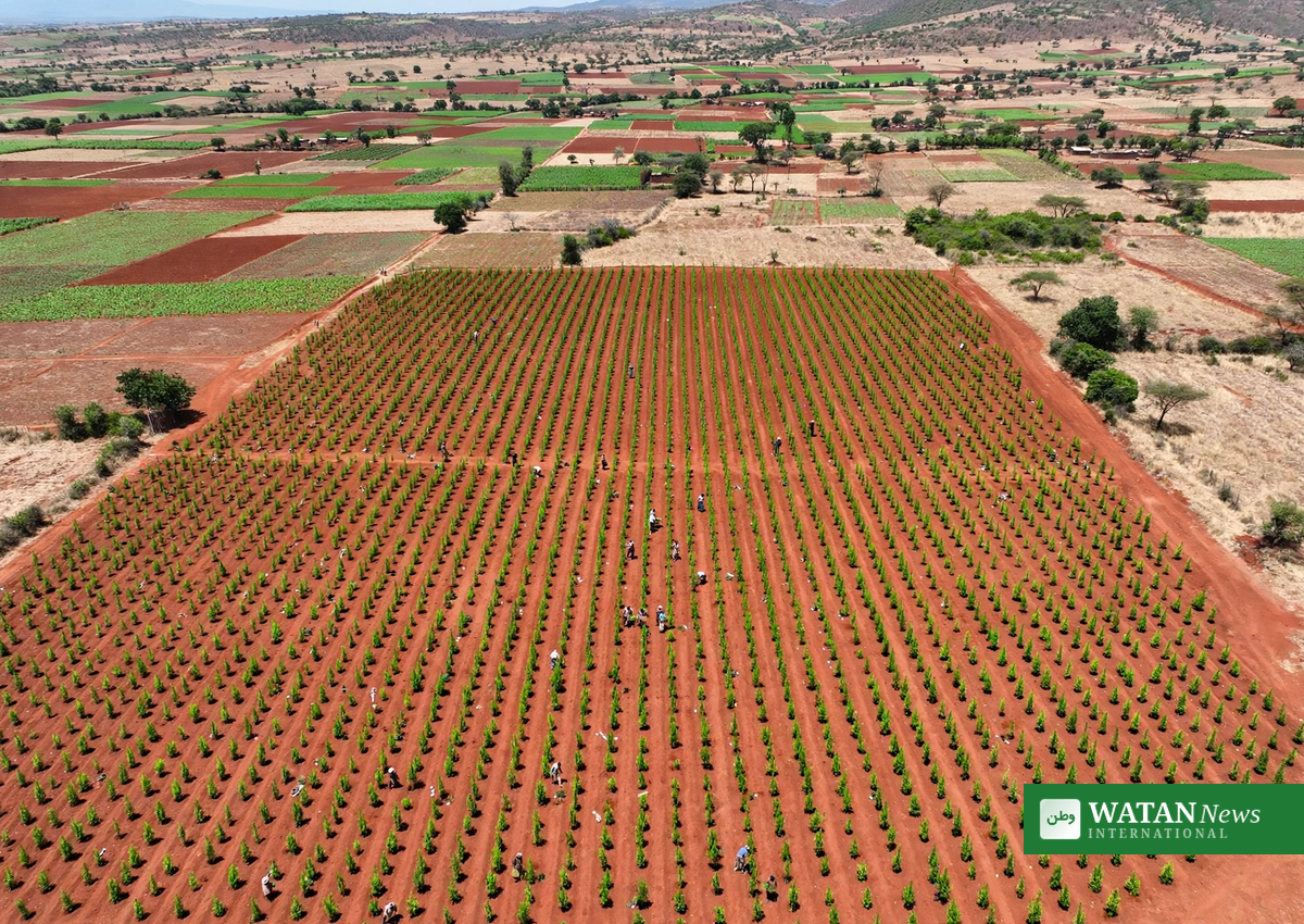 Aerial view of neat rows of young tree saplings planted in Kenya as part of the tree-growing campaign
