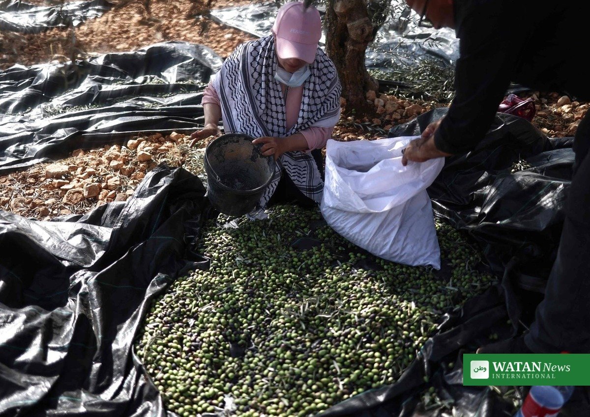 Harvested olives gathered during the West Bank olive harvest season