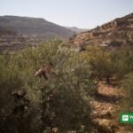 Palestinian farmers harvesting olives in the West Bank hills near Taybeh