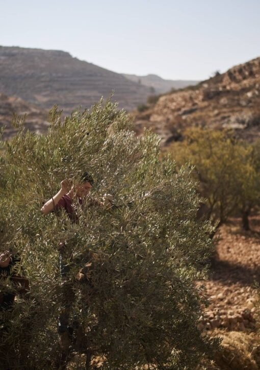 Palestinian farmers harvesting olives in the West Bank hills near Taybeh