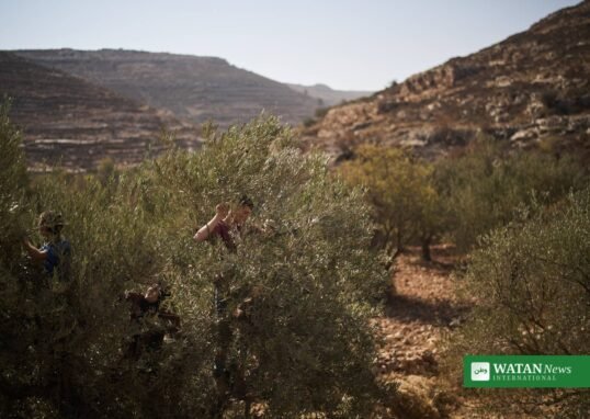 Palestinian farmers harvesting olives in the West Bank hills near Taybeh