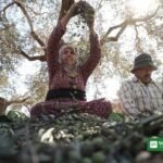Palestinian farmers harvest olives in the West Bank — West Bank settler arrests follow weekend attacks on olive harvesters