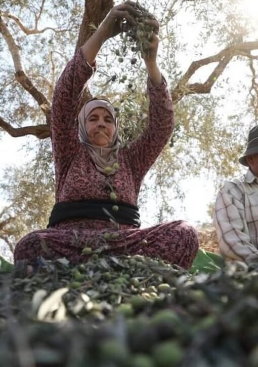 Palestinian farmers harvest olives in the West Bank — West Bank settler arrests follow weekend attacks on olive harvesters