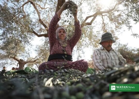 Palestinian farmers harvest olives in the West Bank — West Bank settler arrests follow weekend attacks on olive harvesters