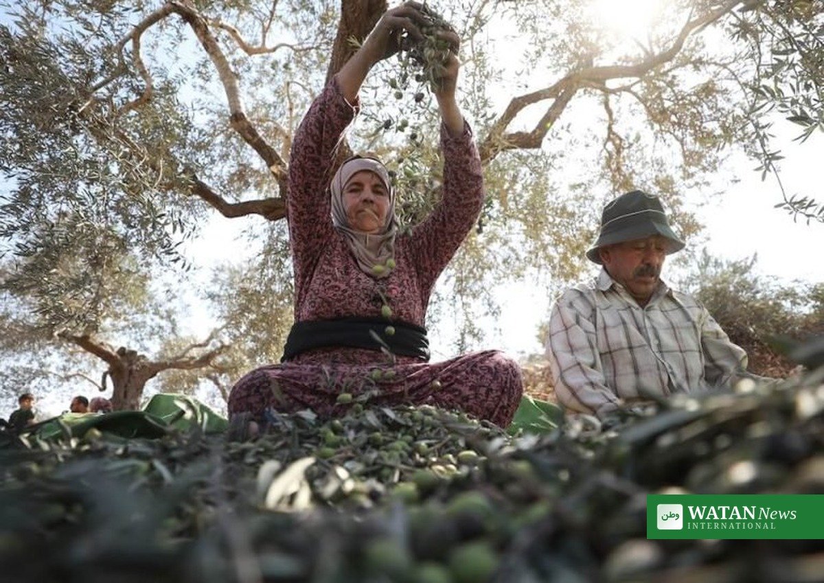 Palestinian farmers harvest olives in the West Bank — West Bank settler arrests follow weekend attacks on olive harvesters