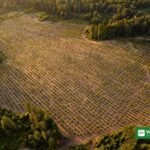 Frivillige planter fyrretræsfroplanter i Wisconsin under Trillion Trees Pledge — træ nr. 50 millioner