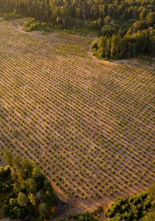 Frivillige planter fyrretræsfroplanter i Wisconsin under Trillion Trees Pledge — træ nr. 50 millioner