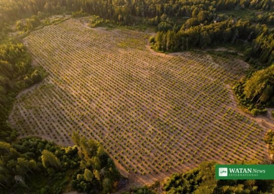 Frivillige planter fyrretræsfroplanter i Wisconsin under Trillion Trees Pledge — træ nr. 50 millioner