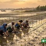 Frivillige planter træer under Bangladeshs træplantningskampagne