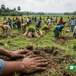 Volunteers planting saplings during the Bangladesh tree planting drive