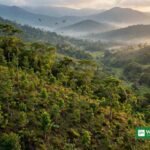 Indfødte træer plantet i rækker i Brasiliens atlantiske regnskov under Arboredo-projektet