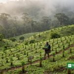 Native tree saplings planted in rows across Brazil's Atlantic Forest in the Arboredo Project