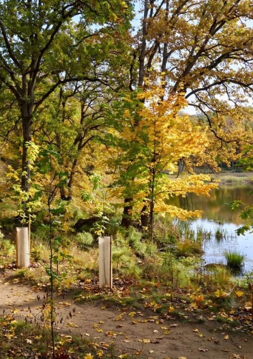 Delaware 75,000 trees milestone — newly planted native saplings with protective shelters along a pond-side trail in a Delaware state park