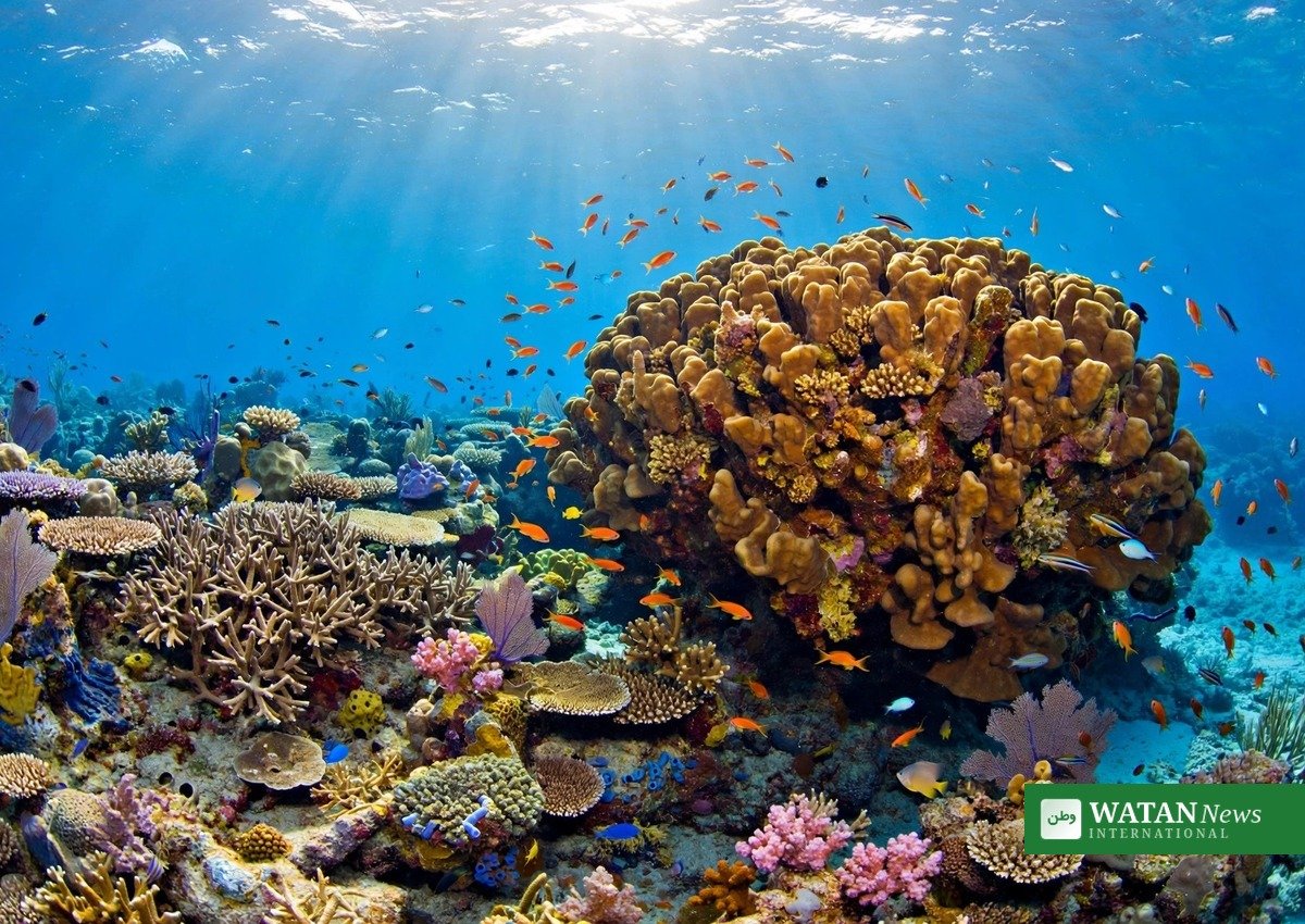 Healthy coral reef with a large super coral colony — the ocean life CNN's Call to Earth Day 2026 wants to protect