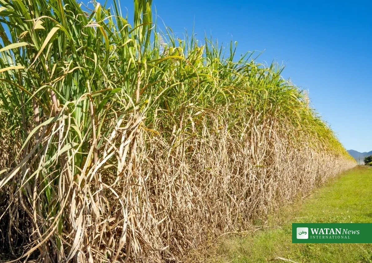 Wheat grain with FAO Food Price Index September 2026 cereal benchmark up 5.1 percent