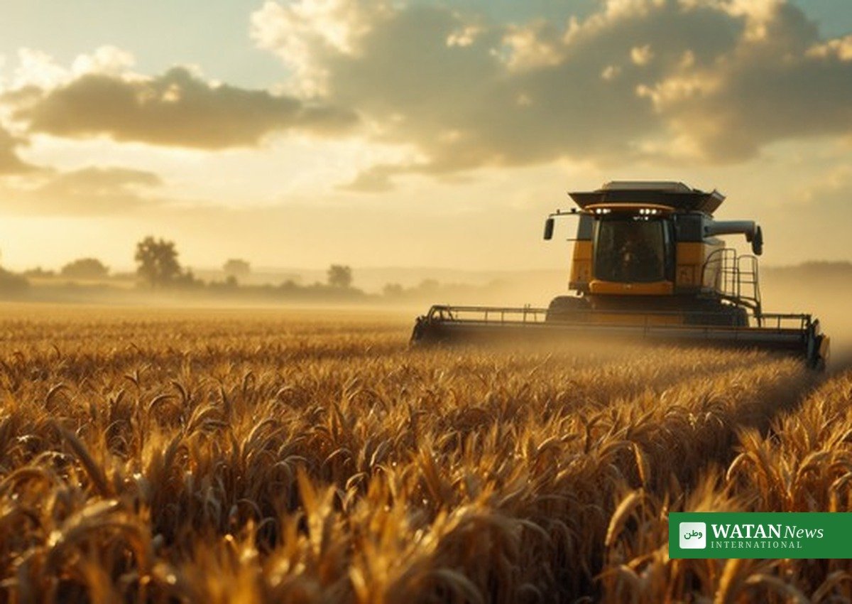 Sugar cane field — FAO Food Price Index September 2026 sugar prices hit 18-month high