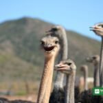 Strudse paa strudsefarm i Sydafrika - strudsefjer luksusmode Blood Feathers rapport