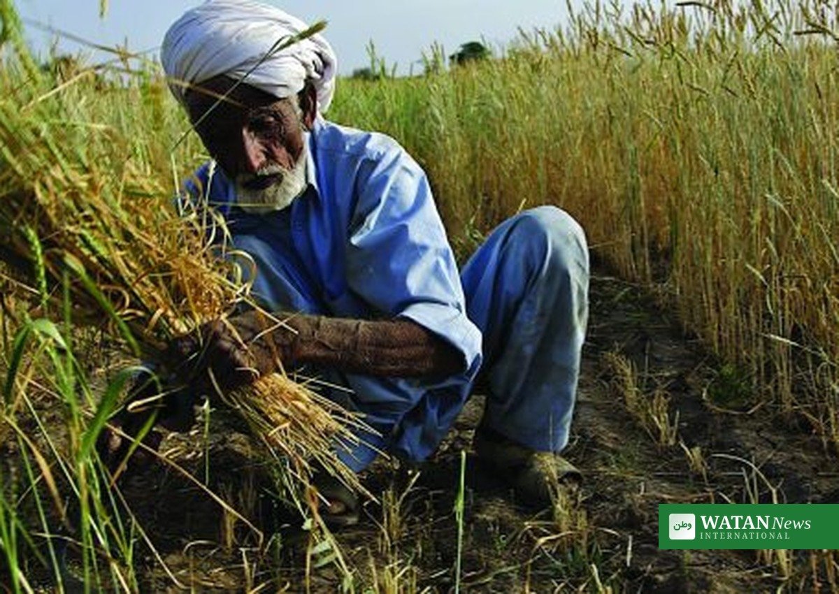 Pakistan madkrise: Ældre landmand i hvedemark