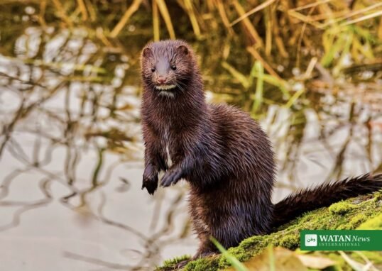 Minkavl Danmark – mink i naturen ved vandet