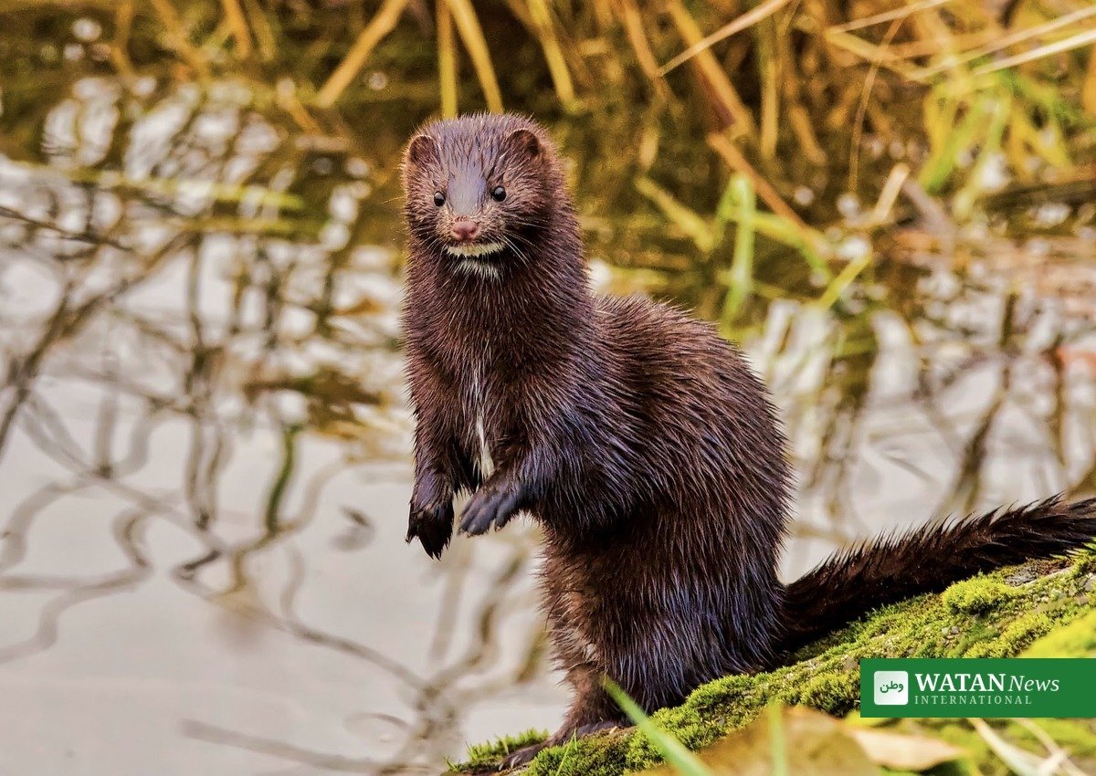 Minkavl Danmark – mink i naturen ved vandet