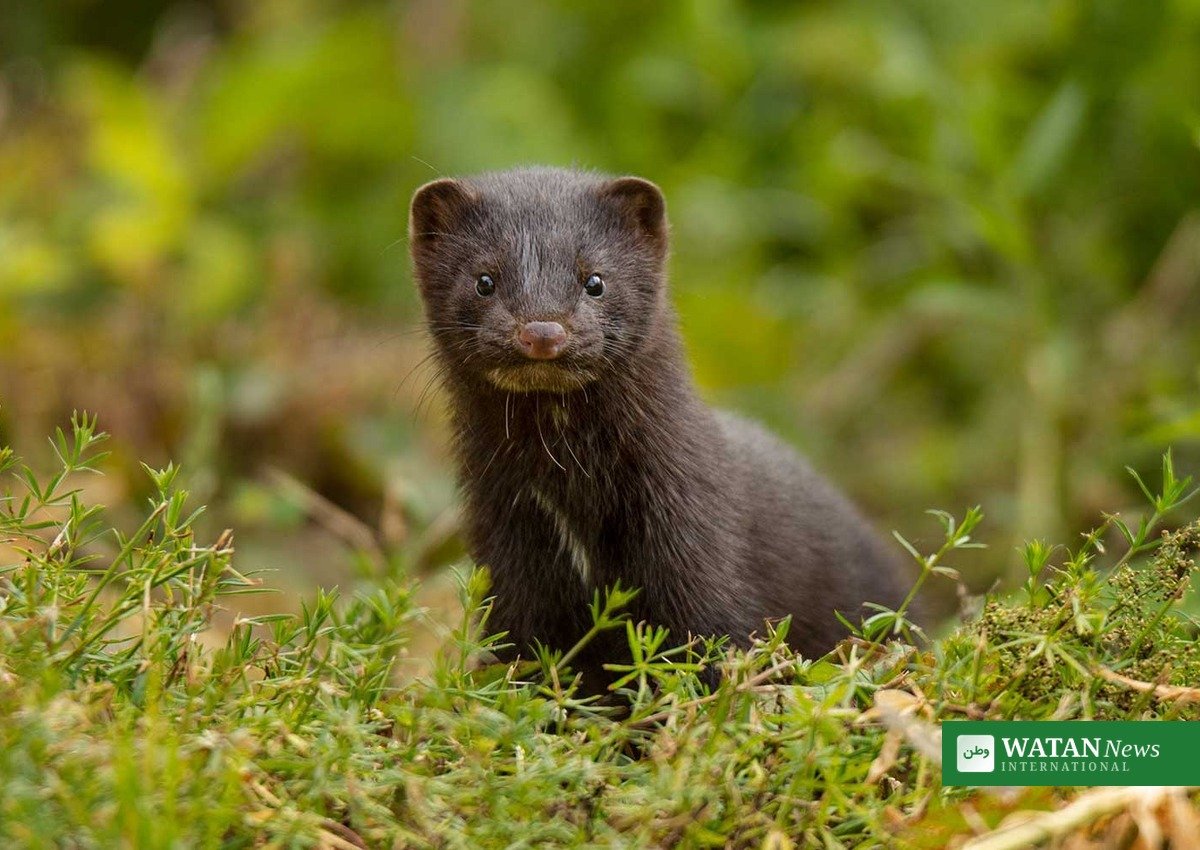 Minkavl Danmark – mink i grøn natur