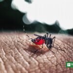 Bangladesh dengue deaths mosquito