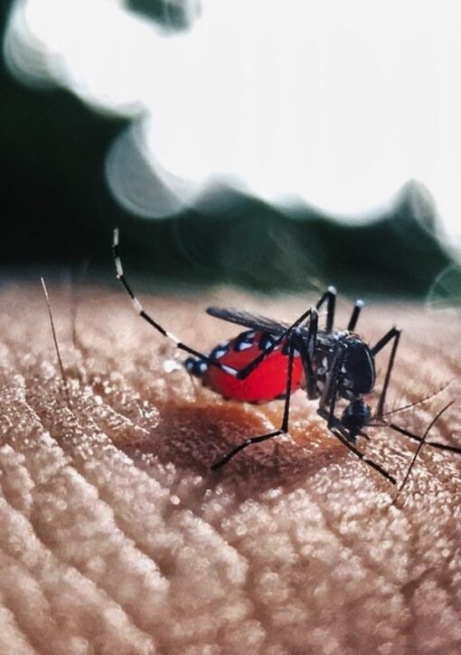 Bangladesh dengue deaths mosquito