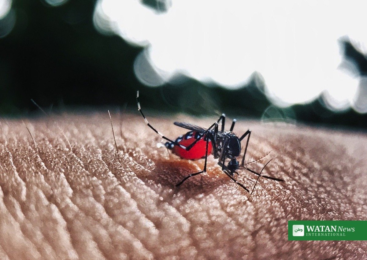 Bangladesh dengue deaths mosquito