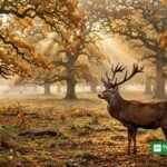 Red deer stag in morning mist in Dyrehaven, Denmark (illustration)