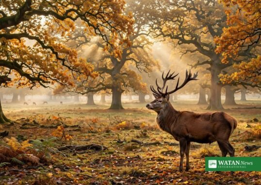 Red deer stag in morning mist in Dyrehaven, Denmark (illustration)