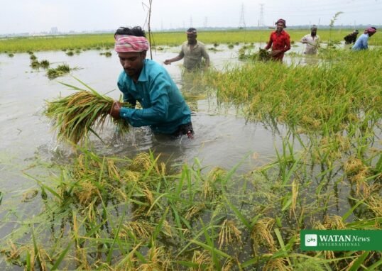 India rice production decline: farmers harvesting paddy in a flooded field