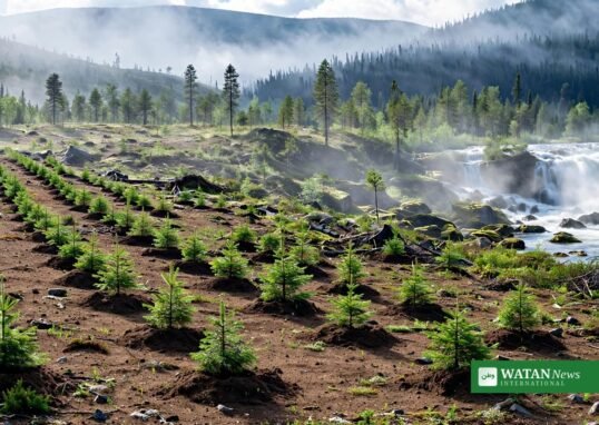 Træplantning ved Sambaa Deh Falls i Northwest Territories