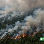 Indonesia forest fires send thick haze over Sumatra's rainforest