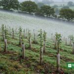 Unge hjemmehørende træer plantet på en grøn bakke i Storbritannien under ENGIEs nye skovprogram