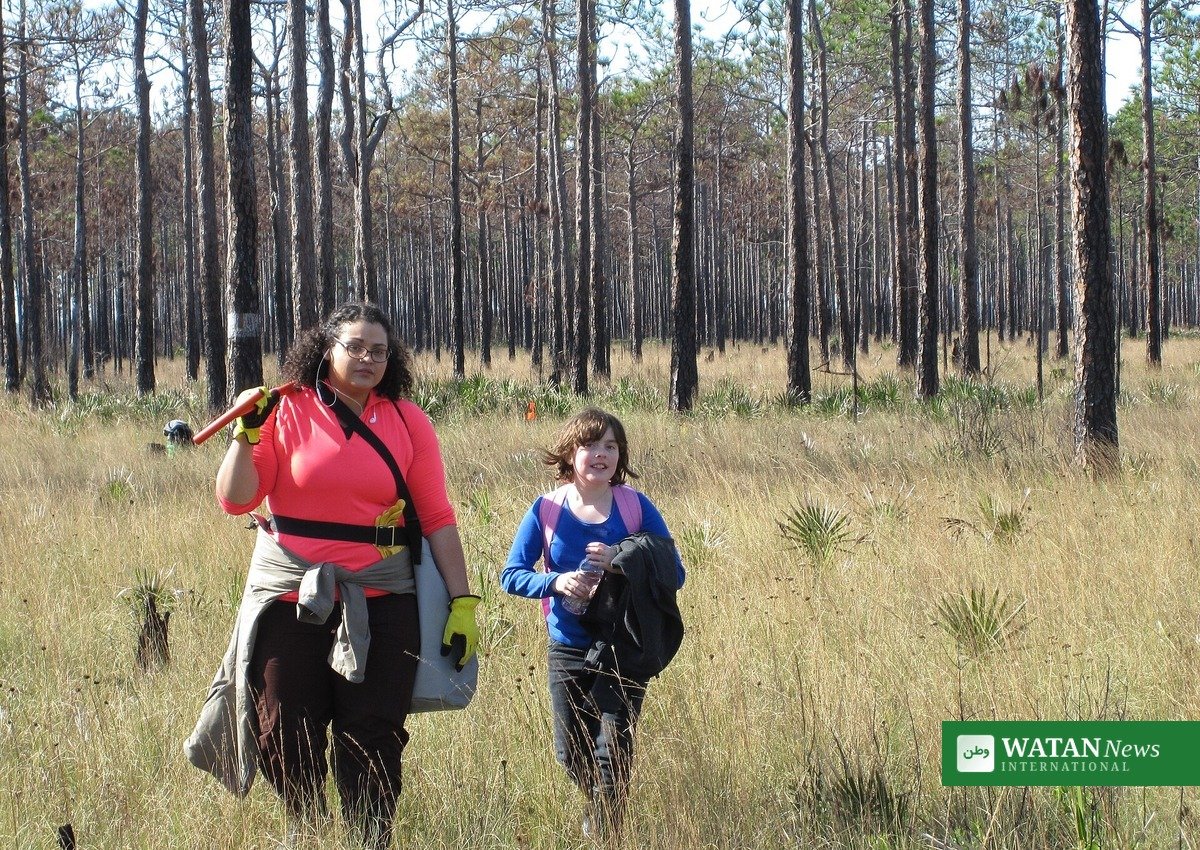 Volunteers walking through a longleaf pine forest in the Florida Panhandle — the pine-straw industry and timber sector covered by Rose Schnabel's award-winning environmental journalism