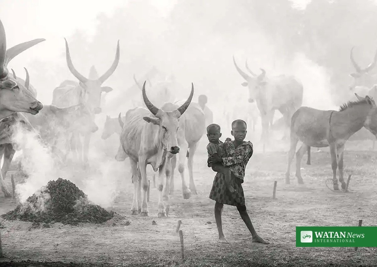 Cattle and herders at a South Sudan cattle camp in Warrap State