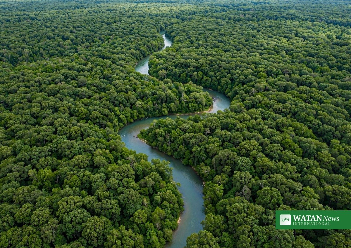 Aerial view of a vast green forest canopy with a winding river