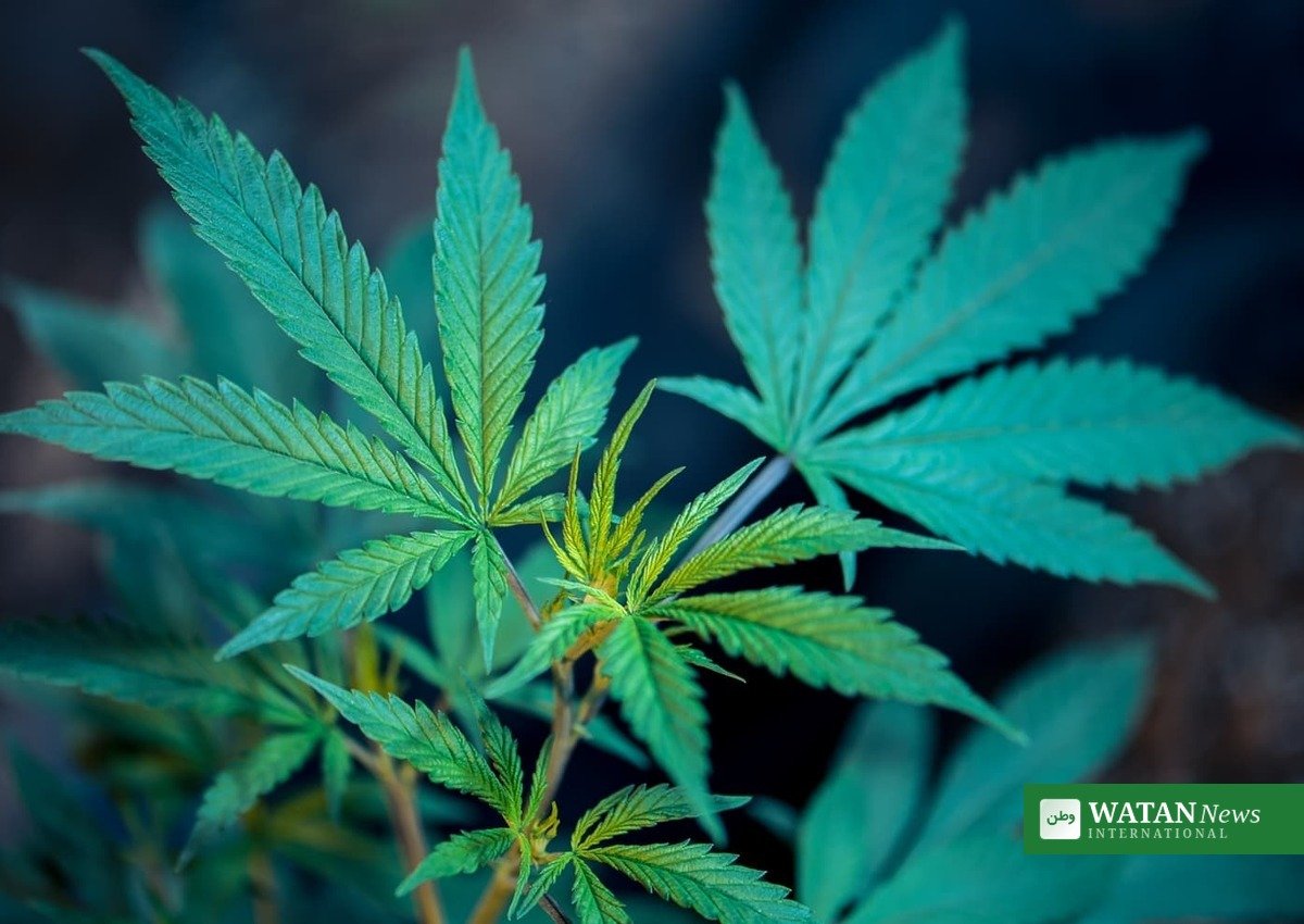 Cannabis leaves: the Trump marijuana executive order moves marijuana from Schedule I to Schedule III