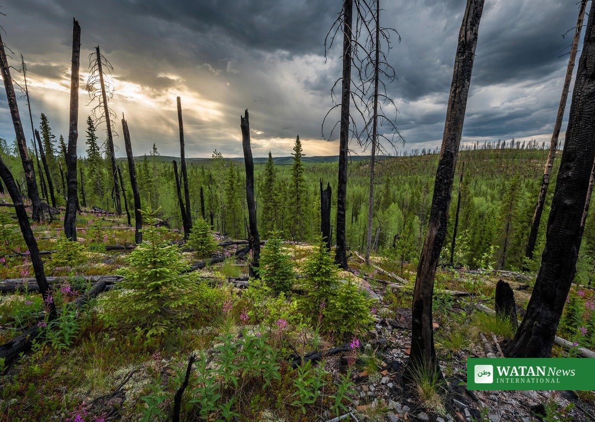 Wildfire-affected boreal forest recovering with new trees near Sambaa Deh Falls