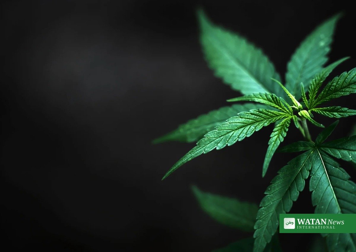 Cannabis foliage as federal marijuana rescheduling moves toward Schedule III