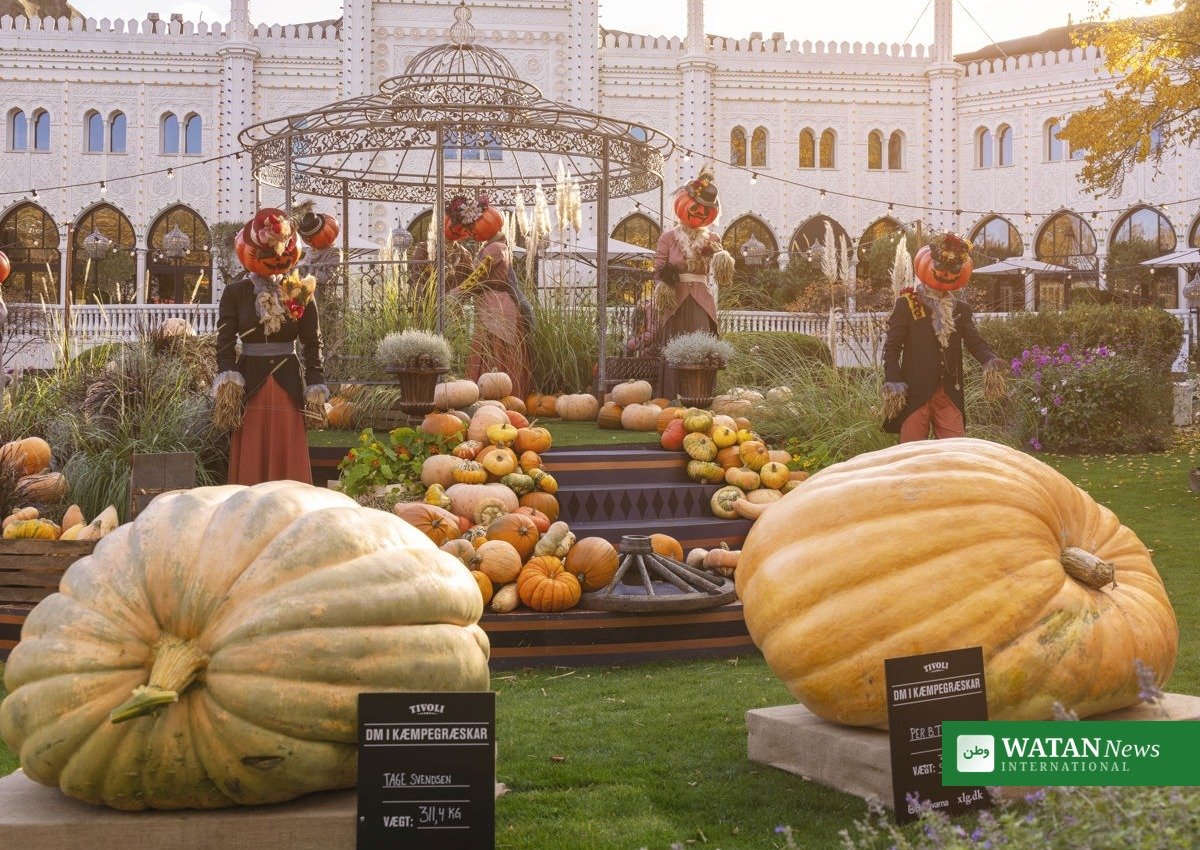Giant pumpkins displayed for the Danish Giant Pumpkin Championship at Tivoli Halloween 2026