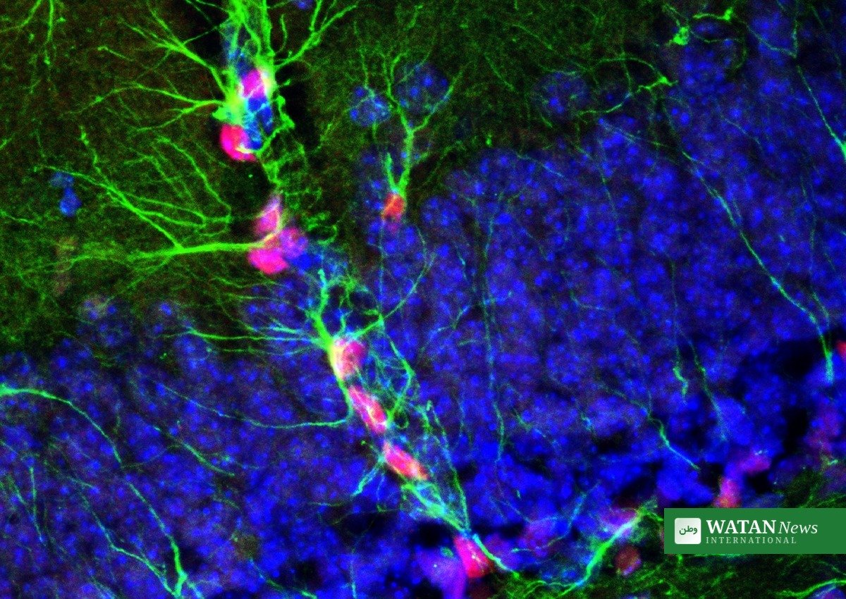 Nobelugen 2026: fluorescerende nerveceller – optogenetikken bag medicinprisen
