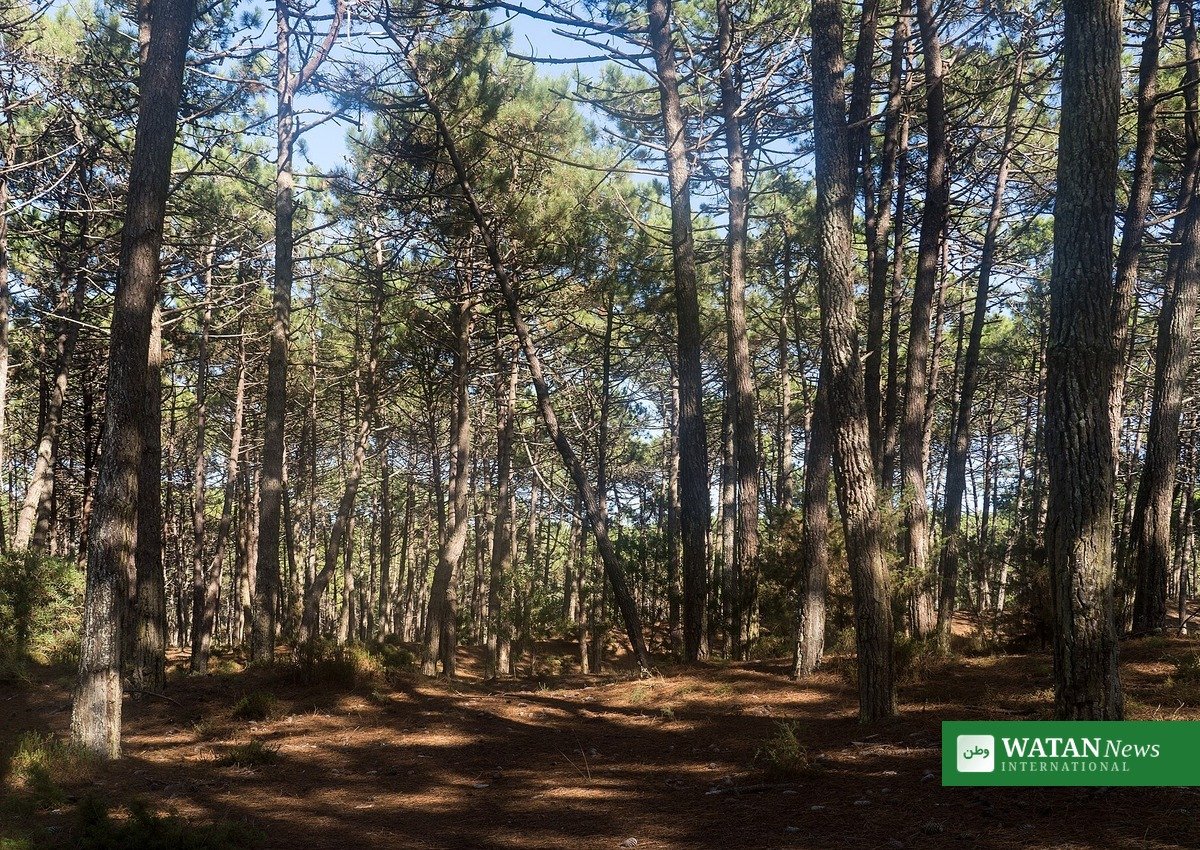 A sunlit pine forest with pine-straw litter on the forest floor — the pine-straw industry was central to Rose Schnabel's award-winning environmental journalism